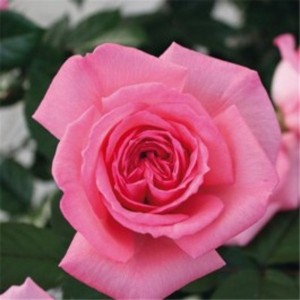 FRAGONARD (hybrid tea)